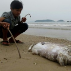 This picture taken on April 20, 2016 shows a boy looking at a dead fish on a beach in Quang Trach district in the central coastal province of Quang Binh. Taiwanese conglomerate Formosa was under attack in Vietnam's normally staid state-media on April 25 over allegations of industrial pollution leaching from a multi-billion dollar steel mill that may have caused mysterious mass fish deaths. / AFP / STR (Photo credit should read STR/AFP/Getty Images)