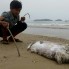 This picture taken on April 20, 2016 shows a boy looking at a dead fish on a beach in Quang Trach district in the central coastal province of Quang Binh. Taiwanese conglomerate Formosa was under attack in Vietnam's normally staid state-media on April 25 over allegations of industrial pollution leaching from a multi-billion dollar steel mill that may have caused mysterious mass fish deaths. / AFP / STR (Photo credit should read STR/AFP/Getty Images)