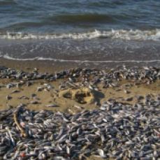 Ô nhiễm biển do Formosa gây nên làm chết cá.