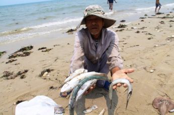 Ngư dân 4 tỉnh miền Trung hoảng hốt trước cảnh cá chết nổi trắng bụng trên bãi biển dài trên 240 Km (Ảnh Internet)