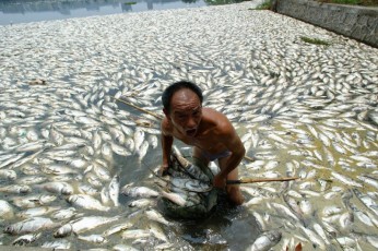 Ngư dân 4 tỉnh miền Trugn hoảng hốt trước cảnh cá chết nổi trắng bụng trên bãi biển dài trên 240 Km (Ảnh Internet)